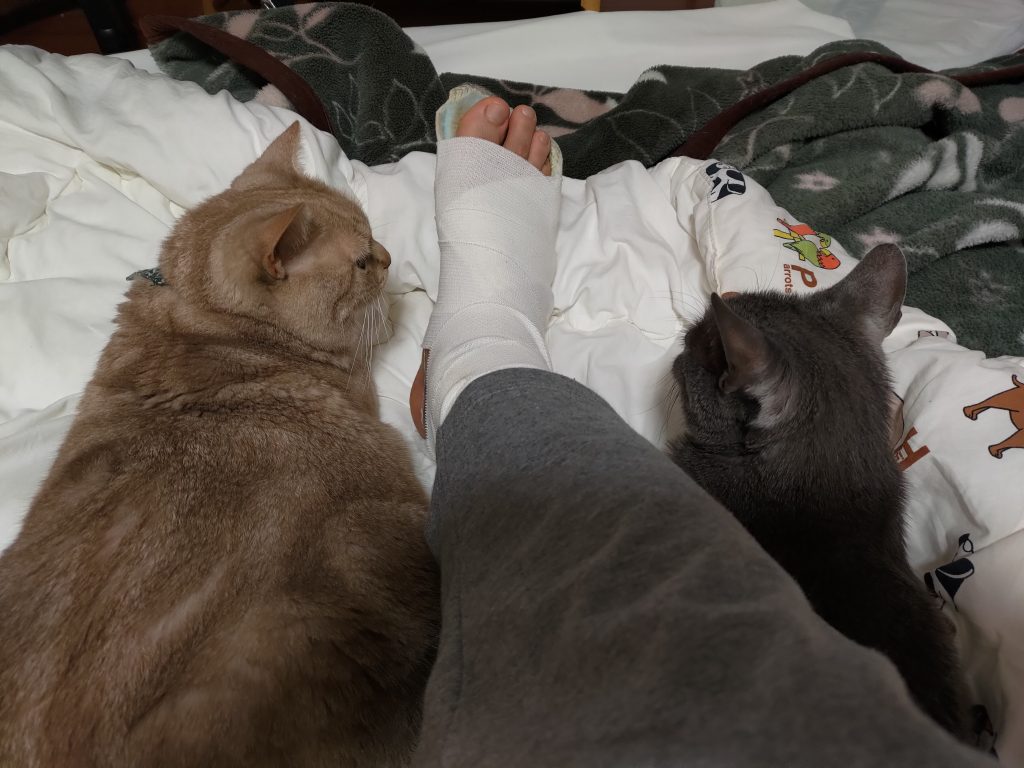 猫のゴロゴロ音で骨折治療を早める